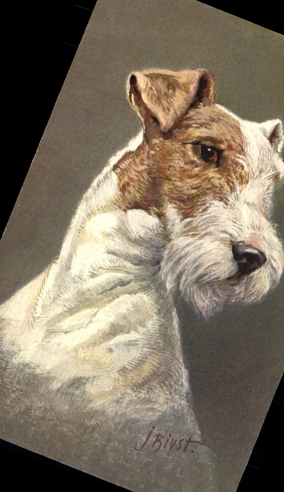 CPA Chien Chiens Chiot Fox Terrier