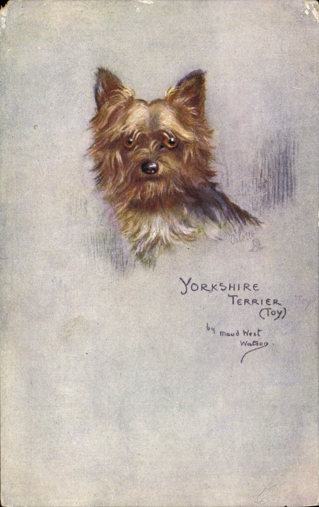 Vintage Postcard Dog Dogs Pup Terrier Yorkshire terrier
