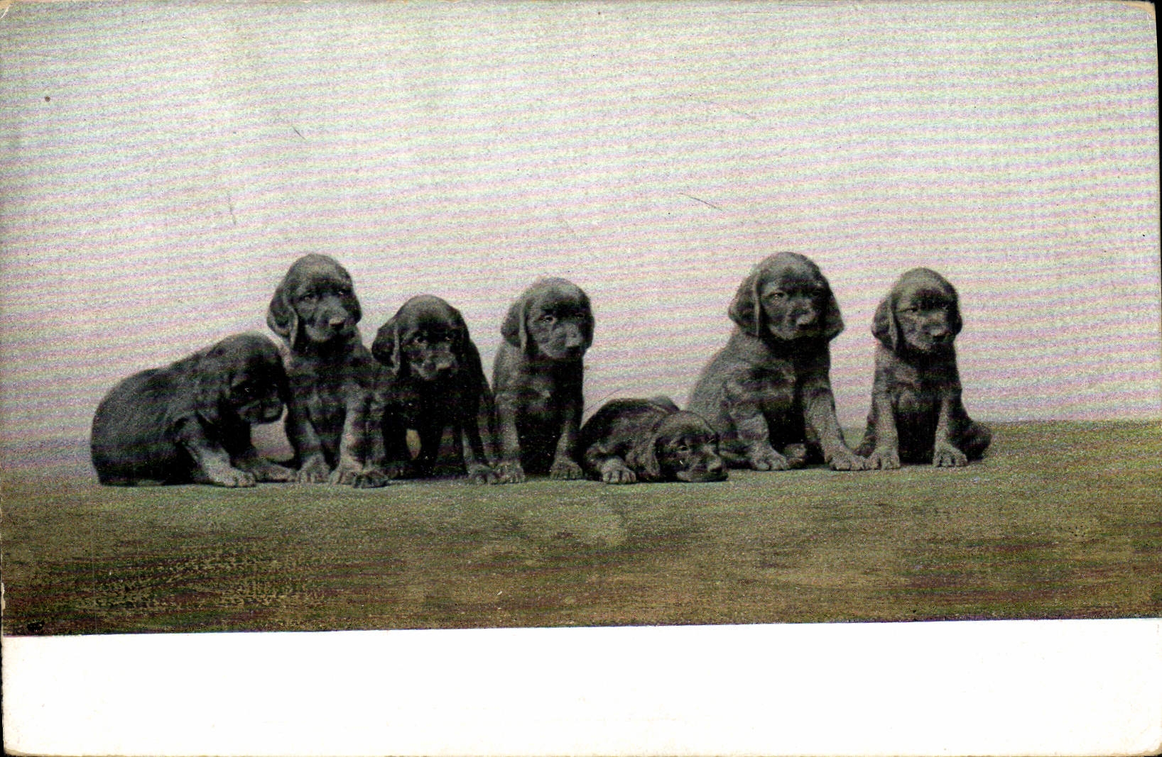 CPA Chien Chiens Chiot 