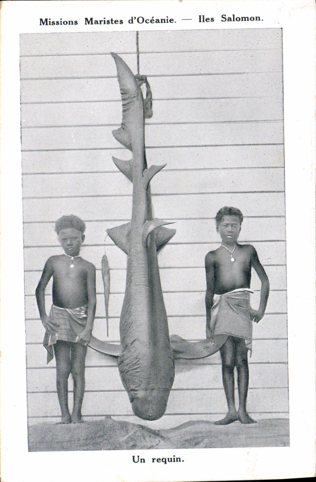 Postal Pesca Misiones Marista de Oceanía las Islas Salomón un tiburón