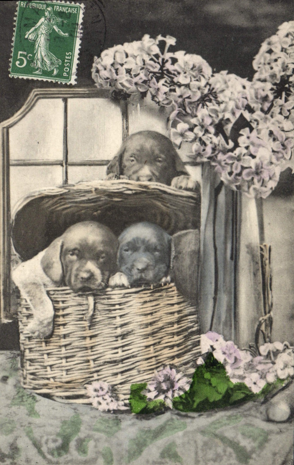 CPA Chien Chiens Chiot 