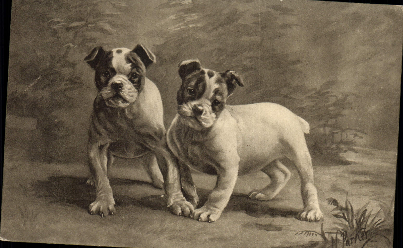 CPA Chien Chiens Chiot 