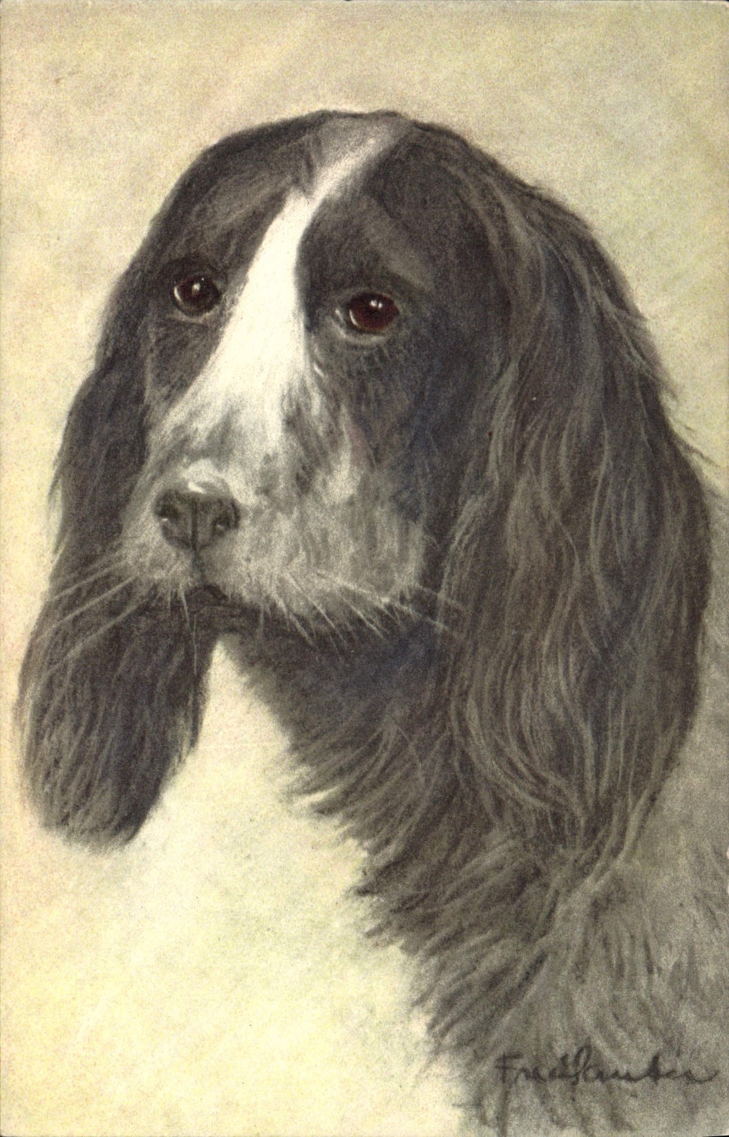 Vintage Postcard Dog Dogs Pup Cocker spaniel Spaniel
