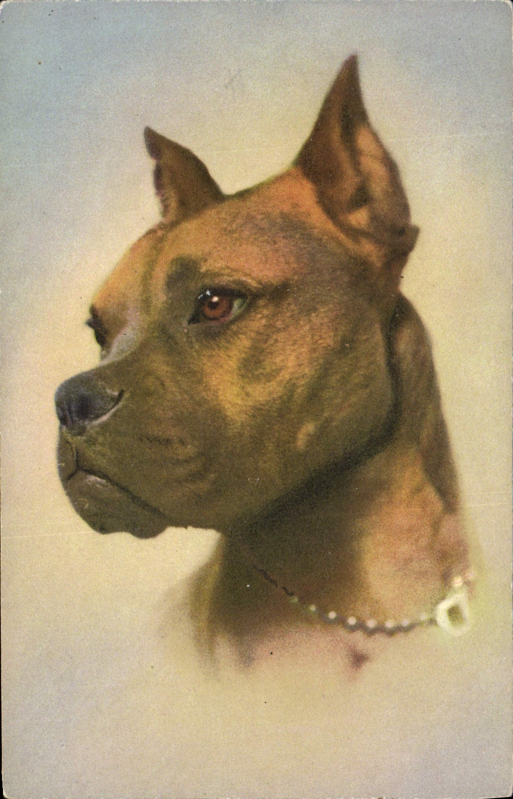 CPA Chien Chiens Chiot 
