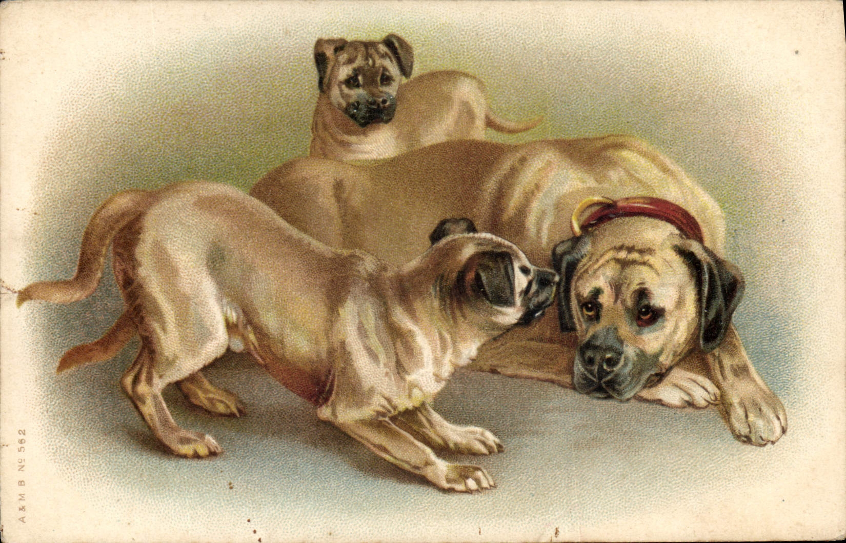 CPA Chien Chiens Chiot 