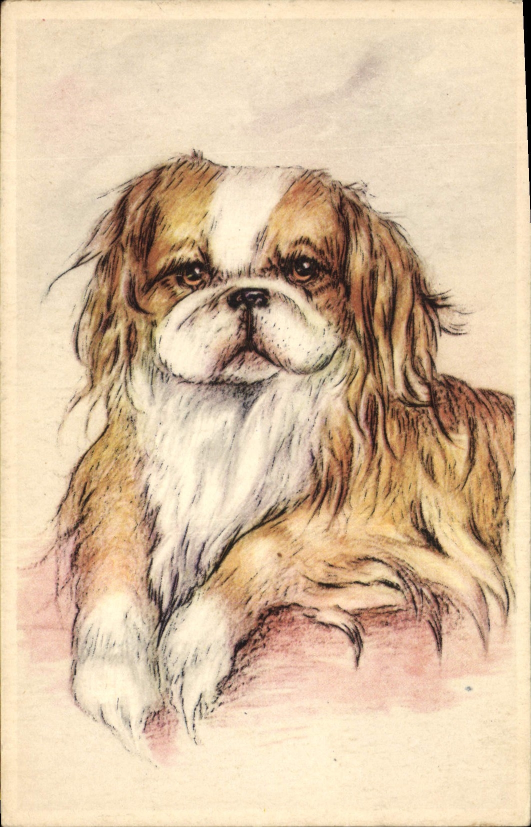 CPA Chien Chiens Chiot 
