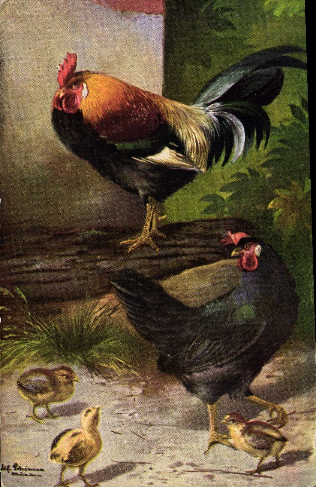 CPA Coq Poule 