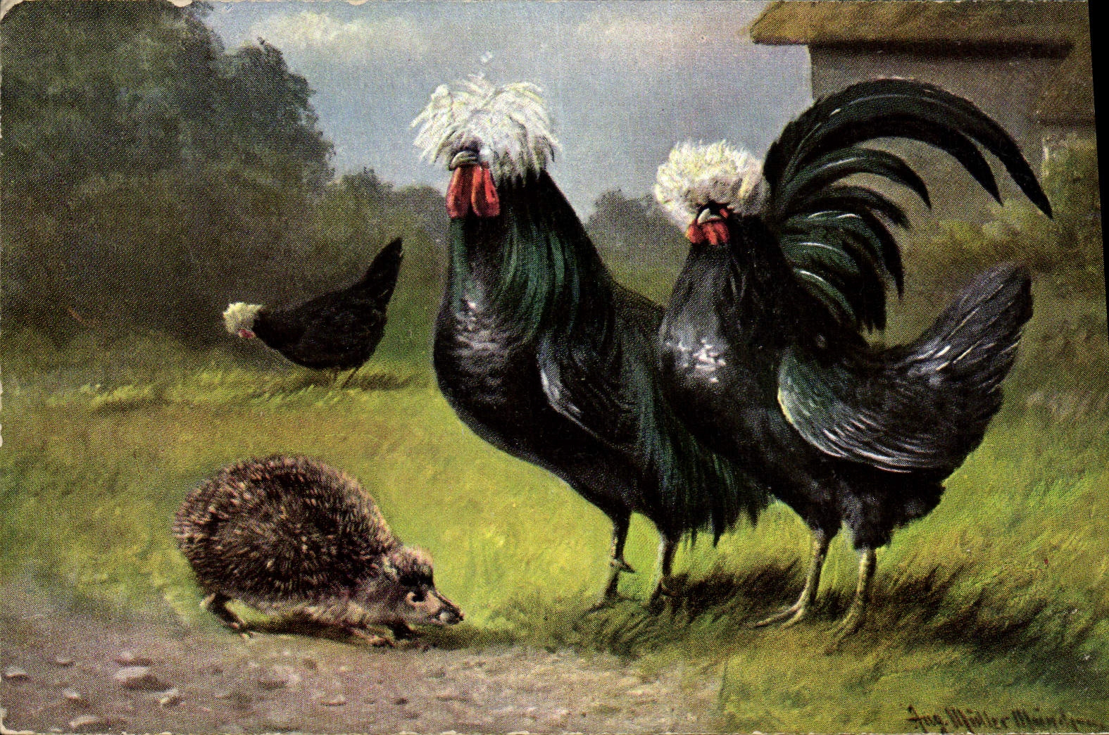 CPA Coq Poule Herisson 