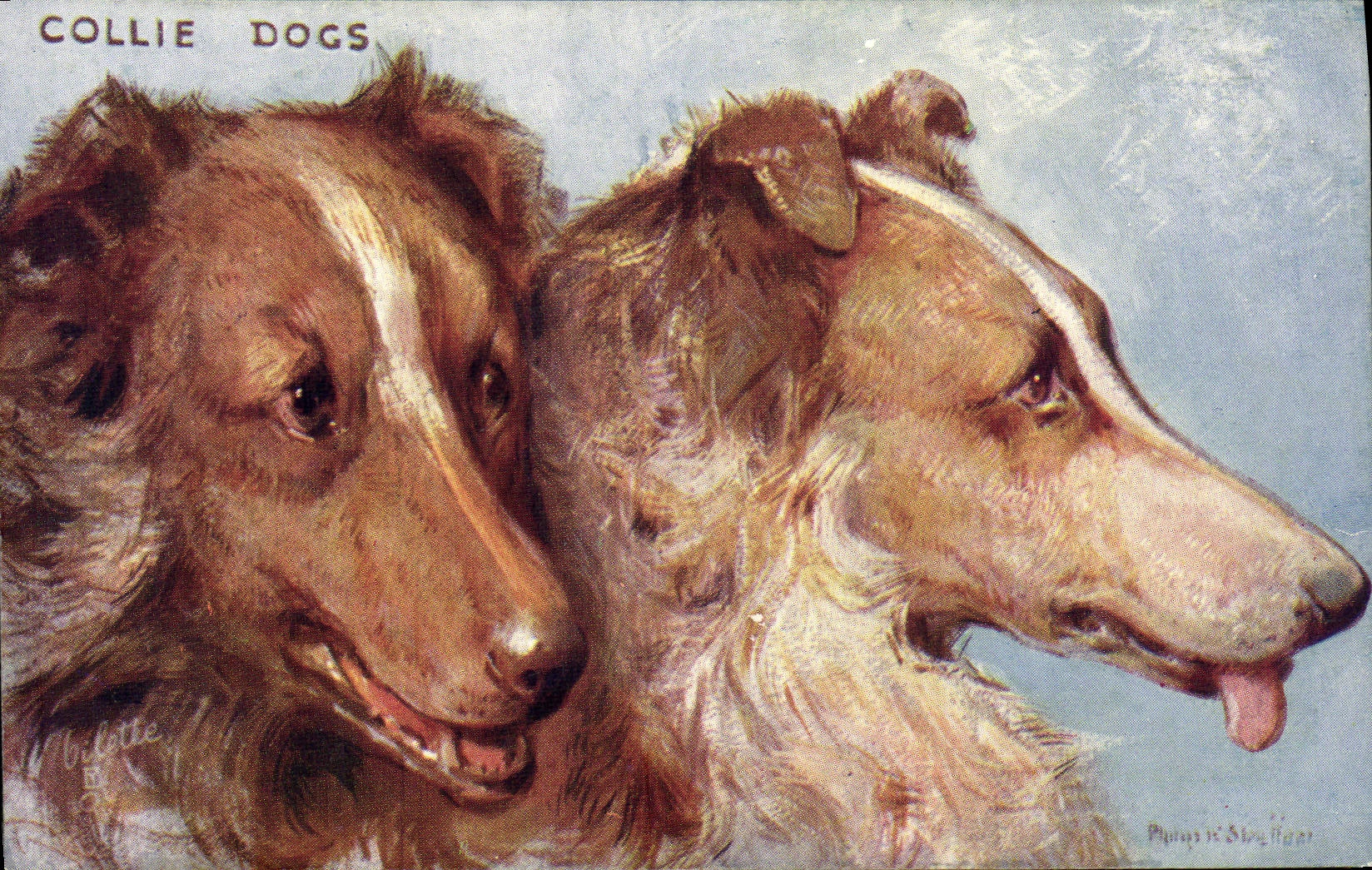 Vintage Postcard Dog Dogs Pup Collie dogs