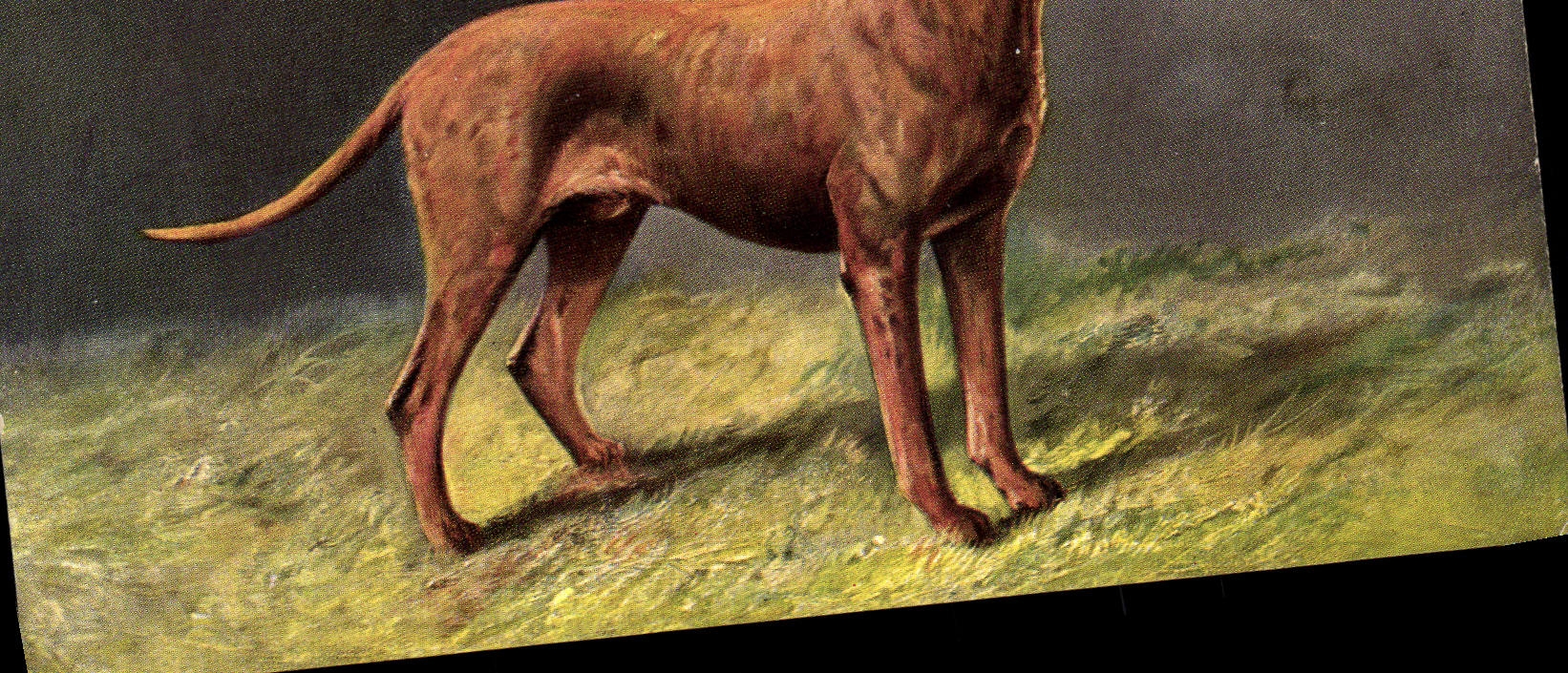 CPA Chien Chiens Chiot 