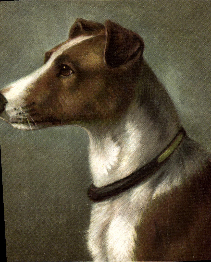 CPA Chien Chiens Chiot 