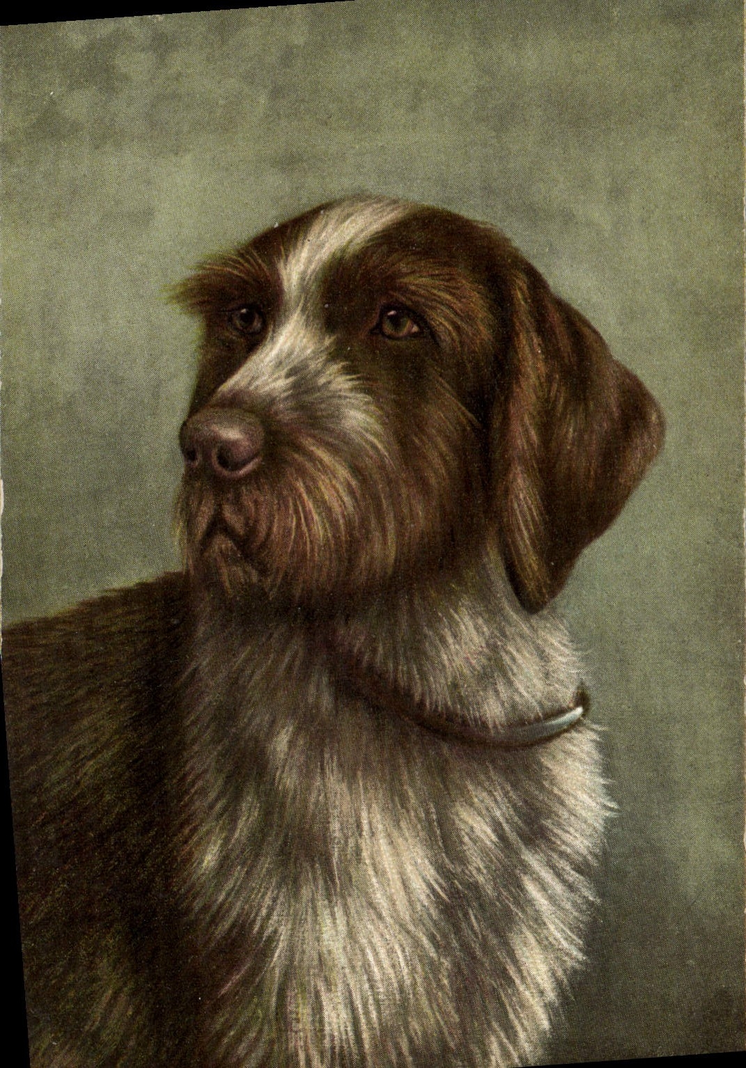 CPA Chien Chiens Chiot 