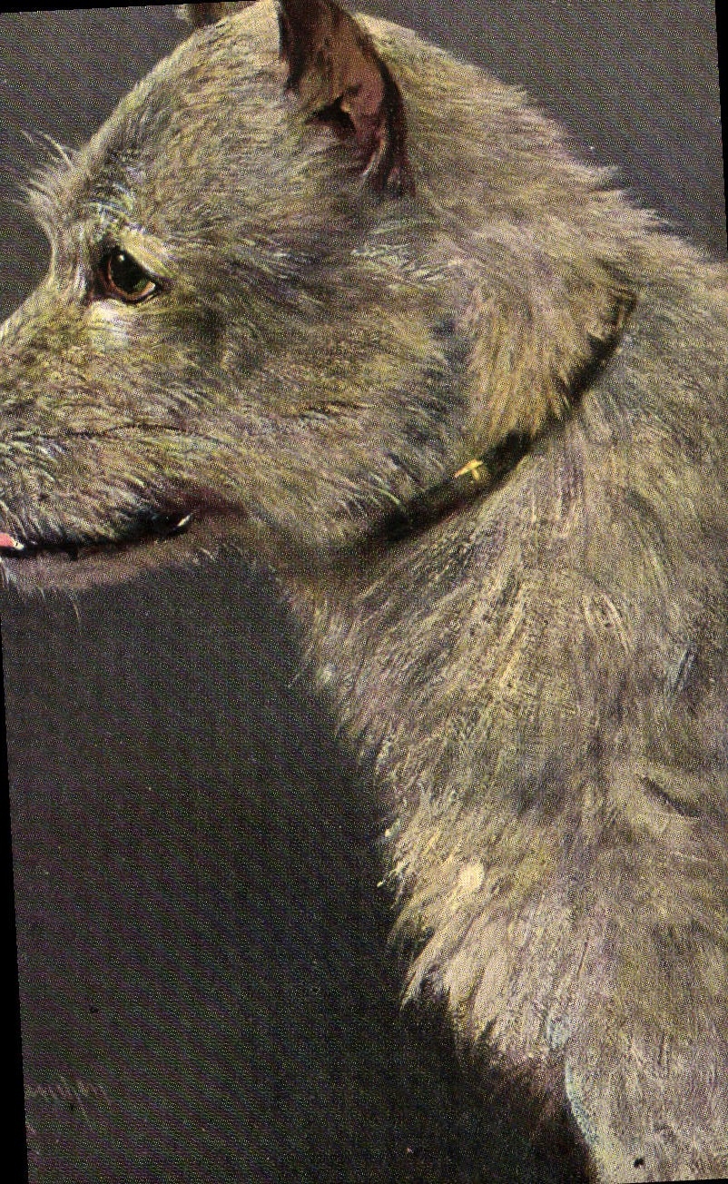 CPA Chien Chiens Chiot 