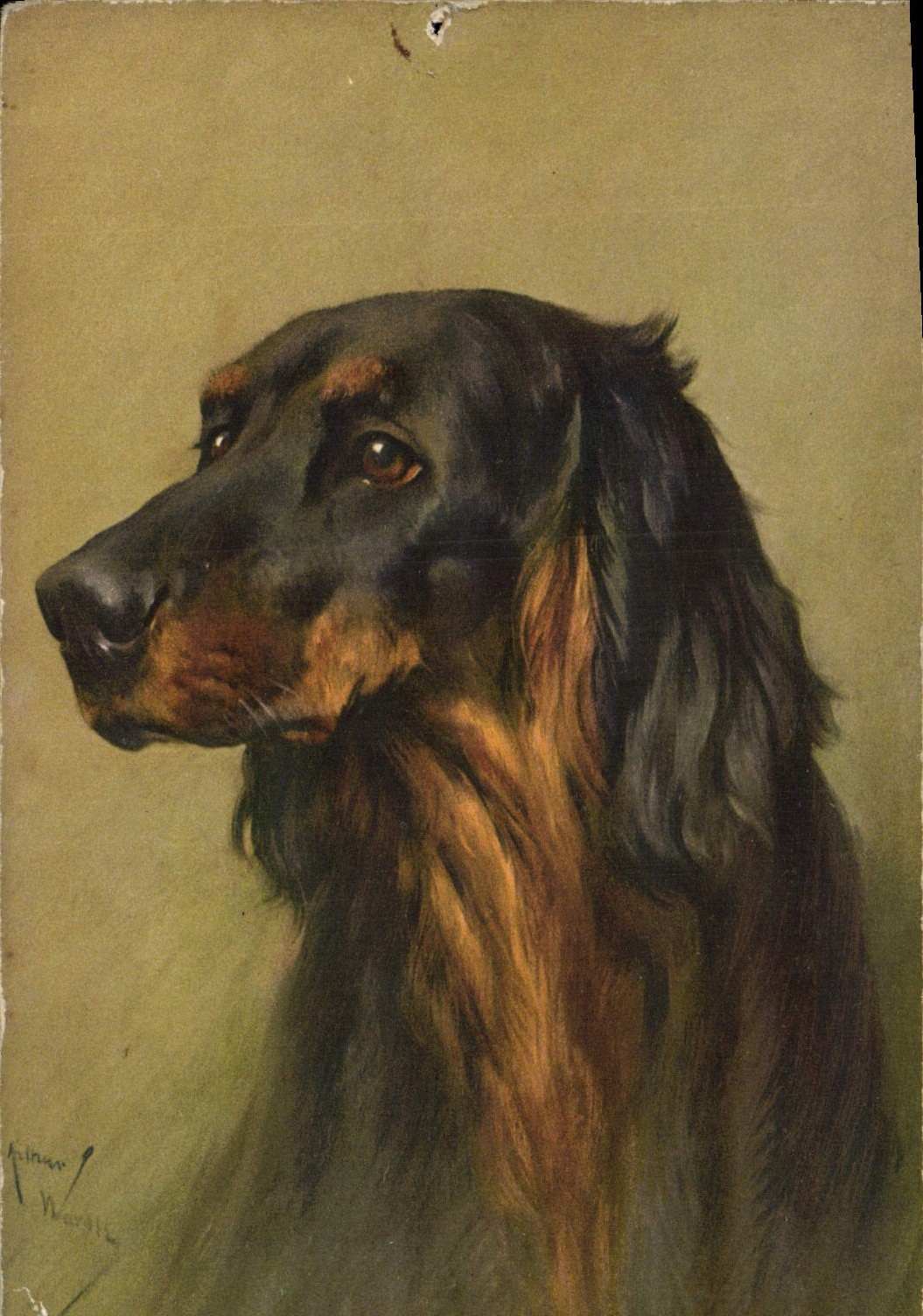 CPA Chien Chiens Chiot 