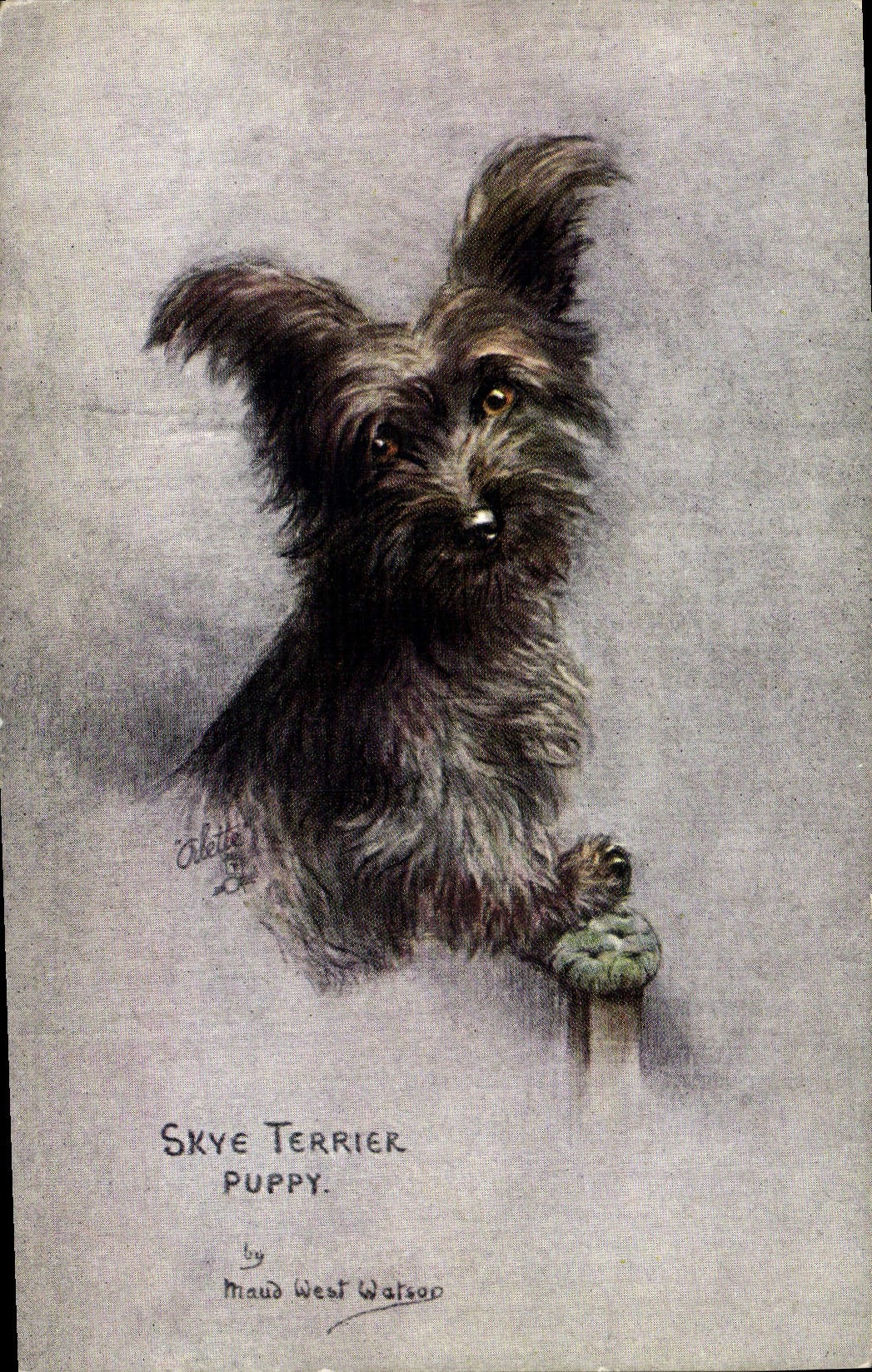 CPA Chien Chiens Chiot Skye Terrier Puppy
