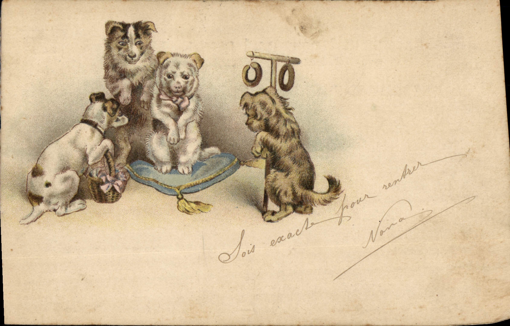 CPA Chien Chiens Chiot 