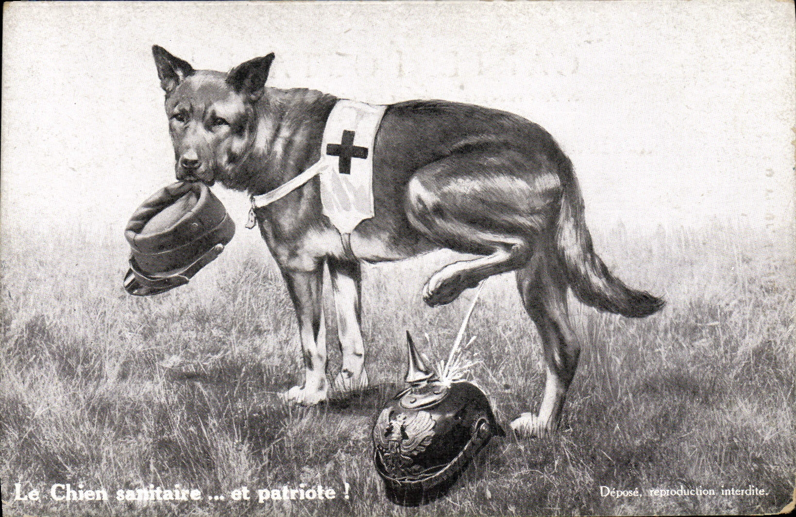 Vintage Postcard Militaria Health the medical dog Red Cross and patriot