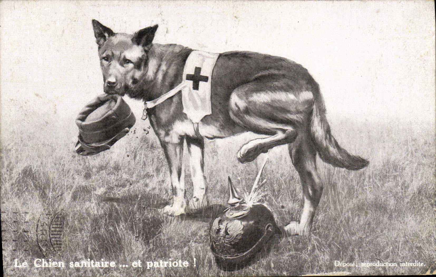 Vintage Postcard Dog Dogs Pup the medical dog and patriotic Militaria Red Cross