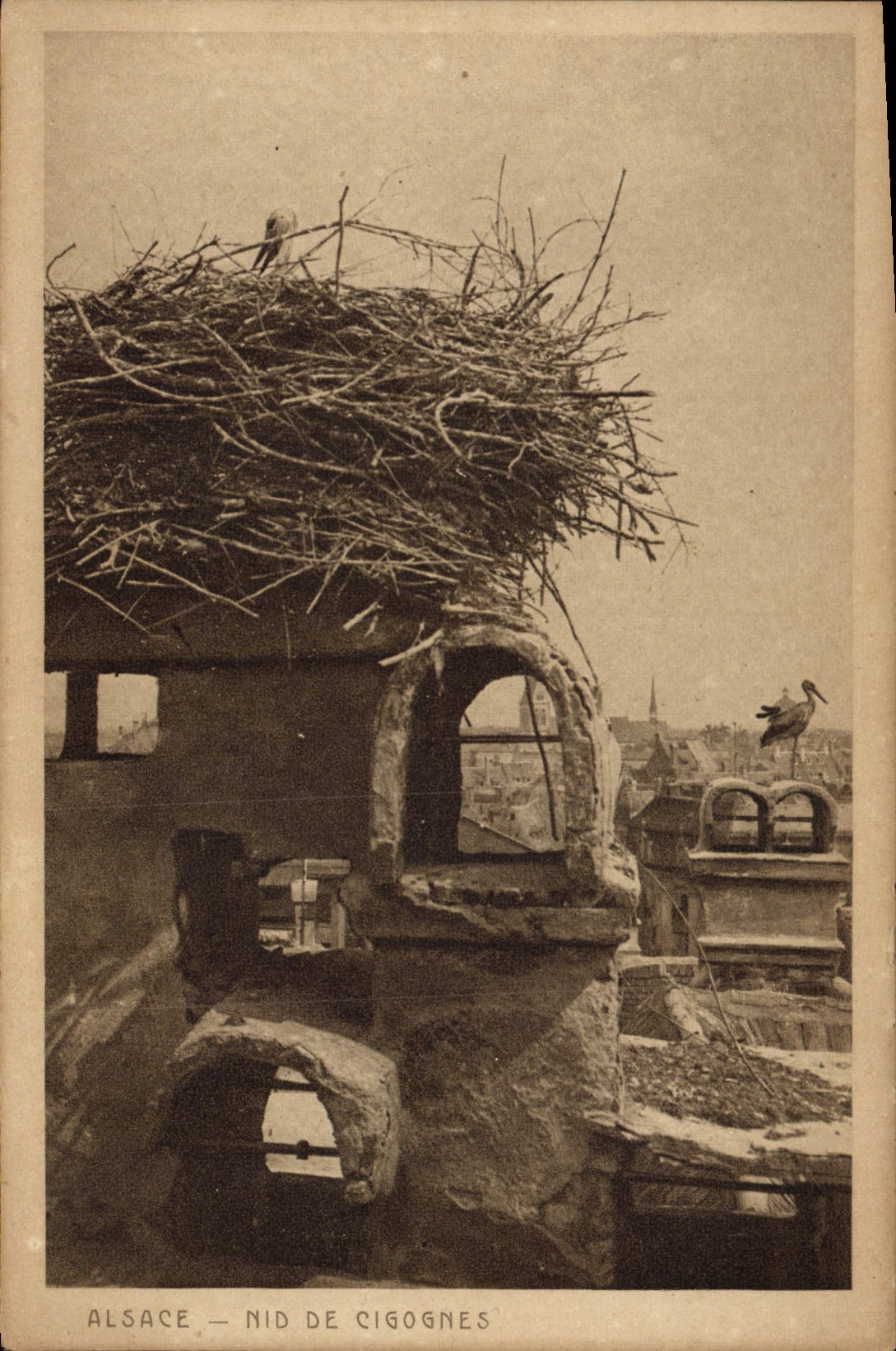 CPA Folklore Alsace Nid de cigognes