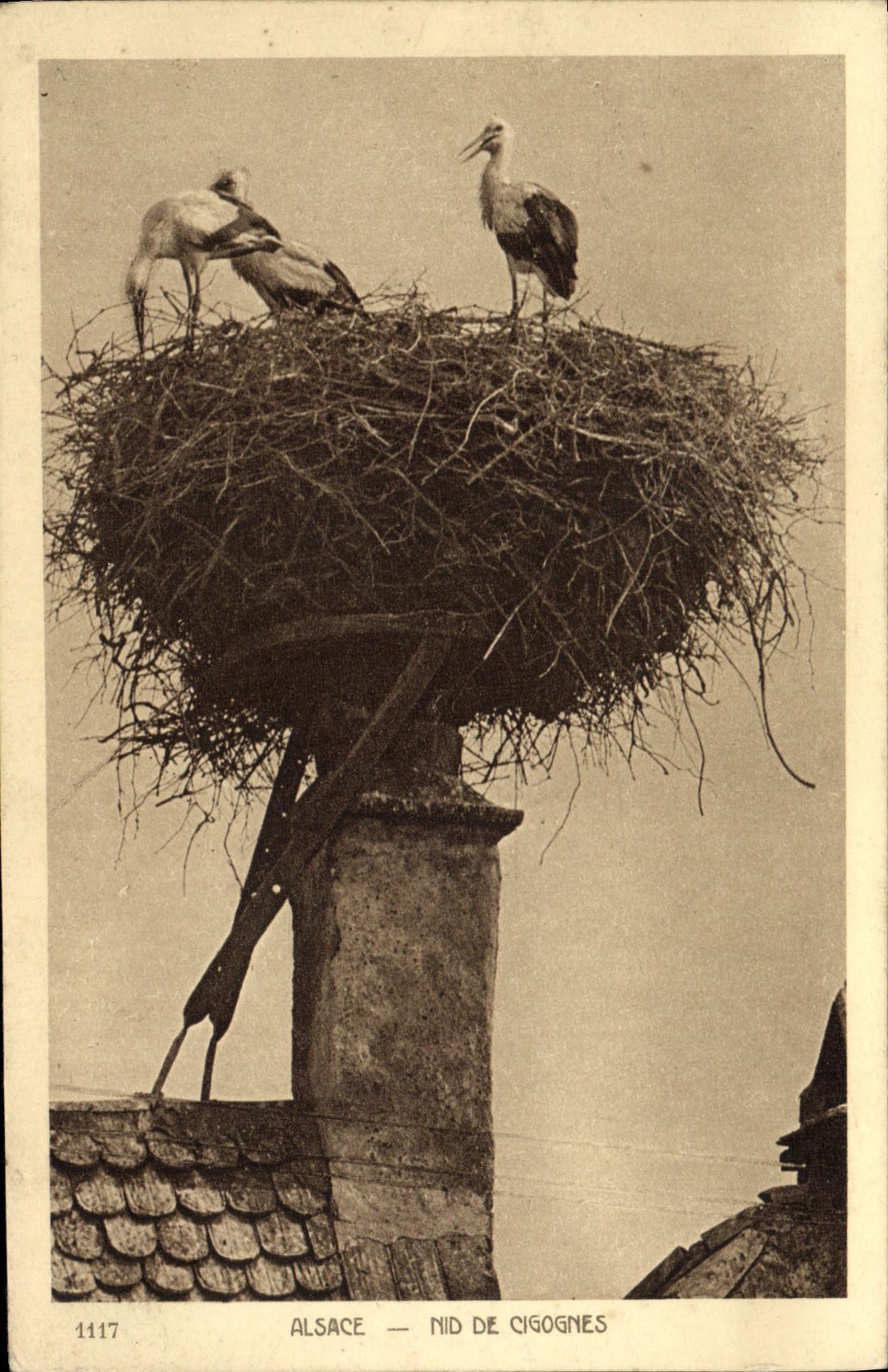 CPA Folklore Alsace Nid de cigognes