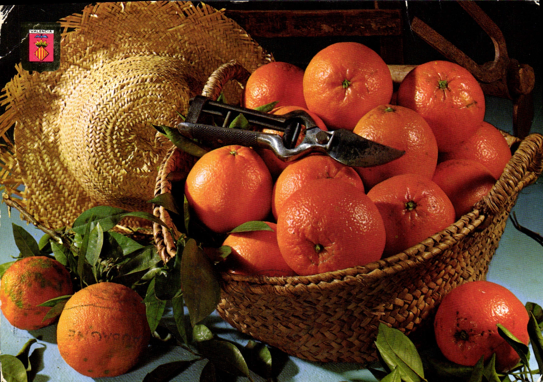 Postal Valencia Anaranjados