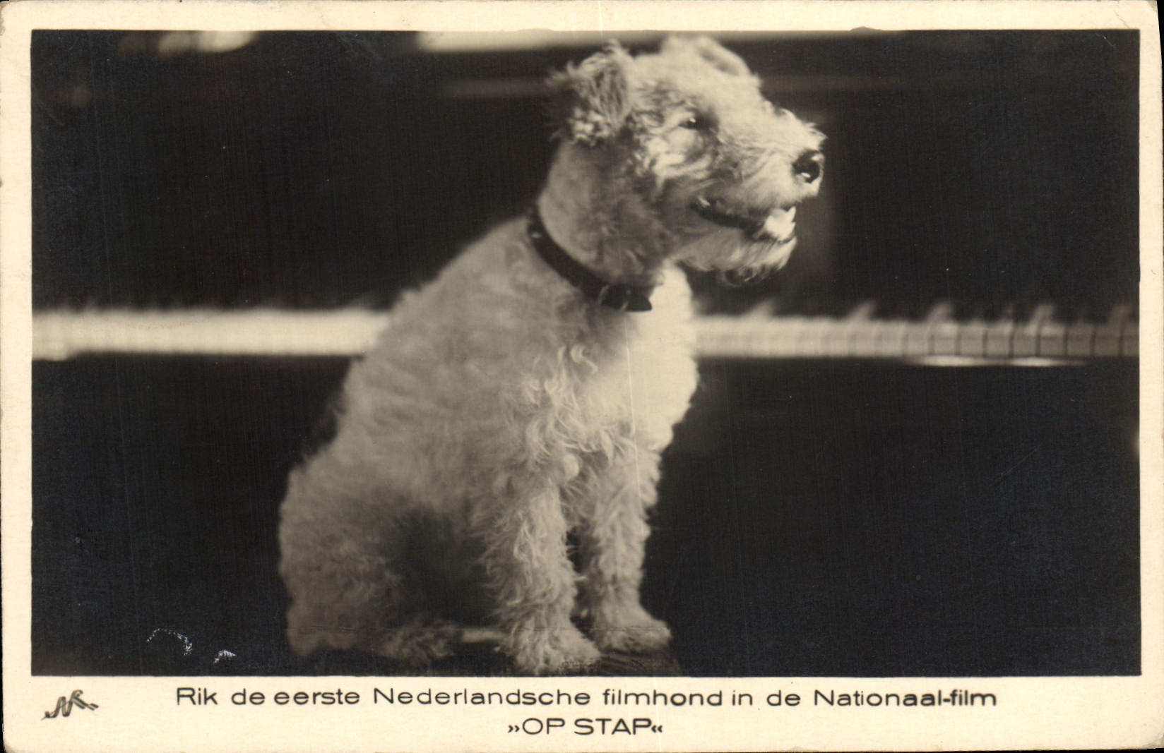 CPA Chien Chiens Chiot 