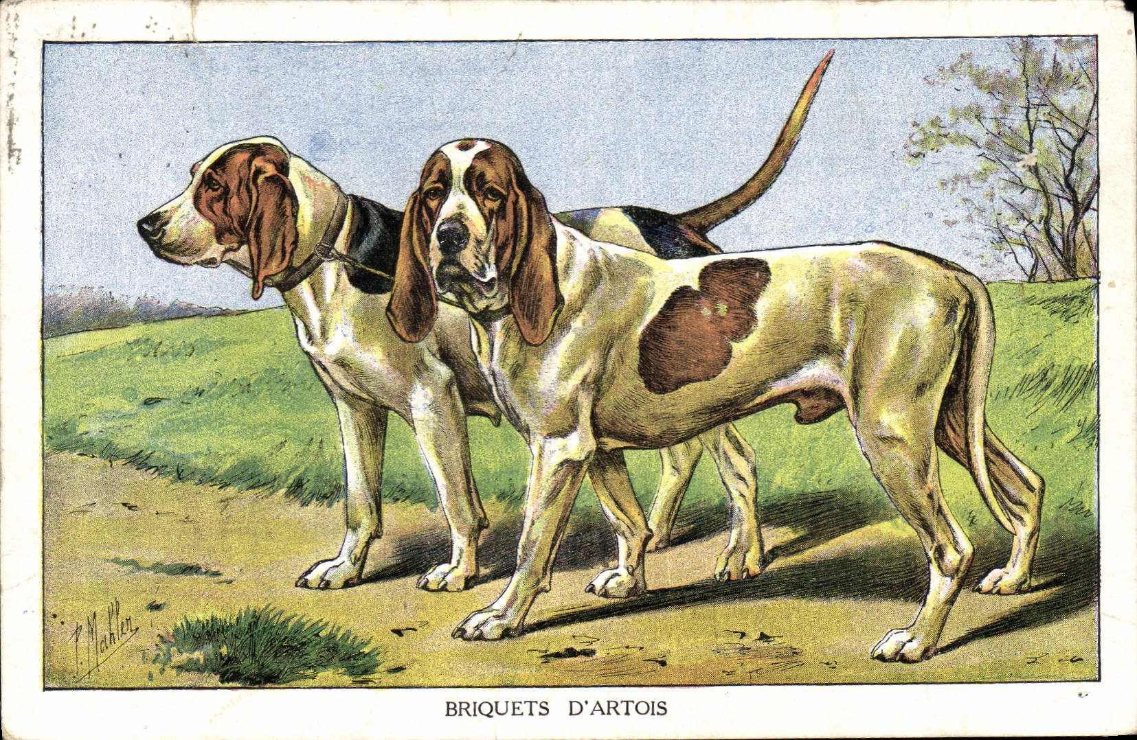 Vintage Postcard Dog Dogs Pup Lighters of Artois