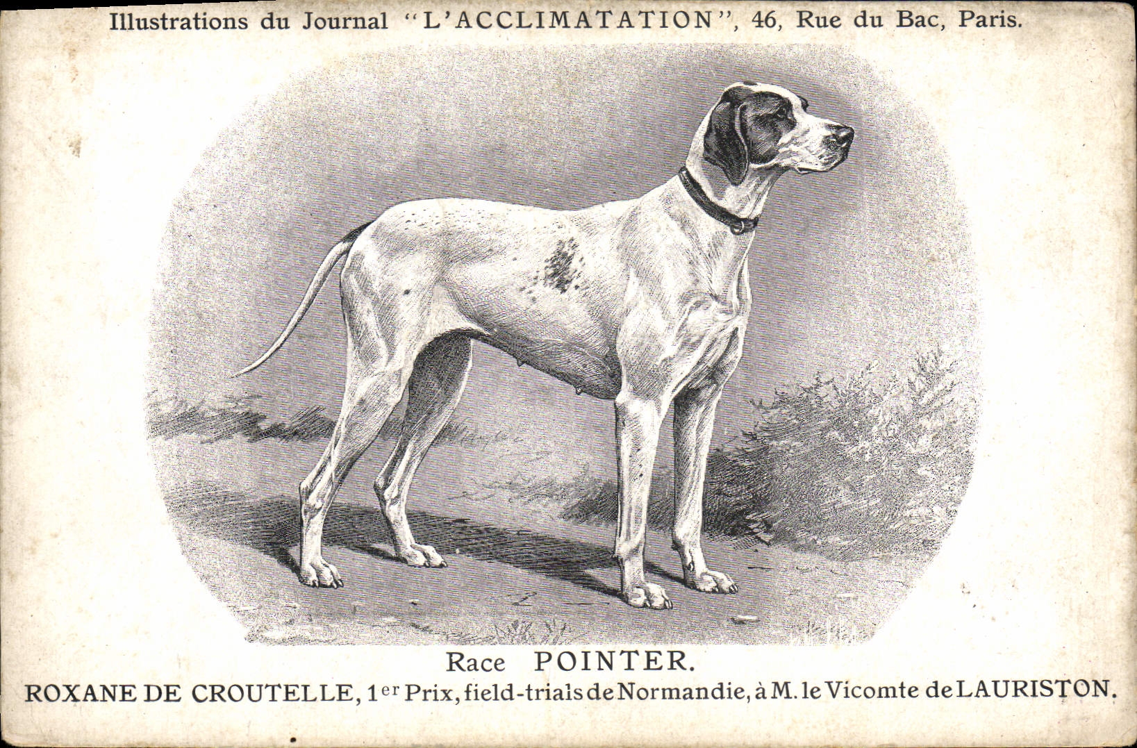 Vintage Postcard Dog Dogs Pup Race To point Roxane de Croutelle 1st price field Trials of Normandy M the Viscount of Lauriston