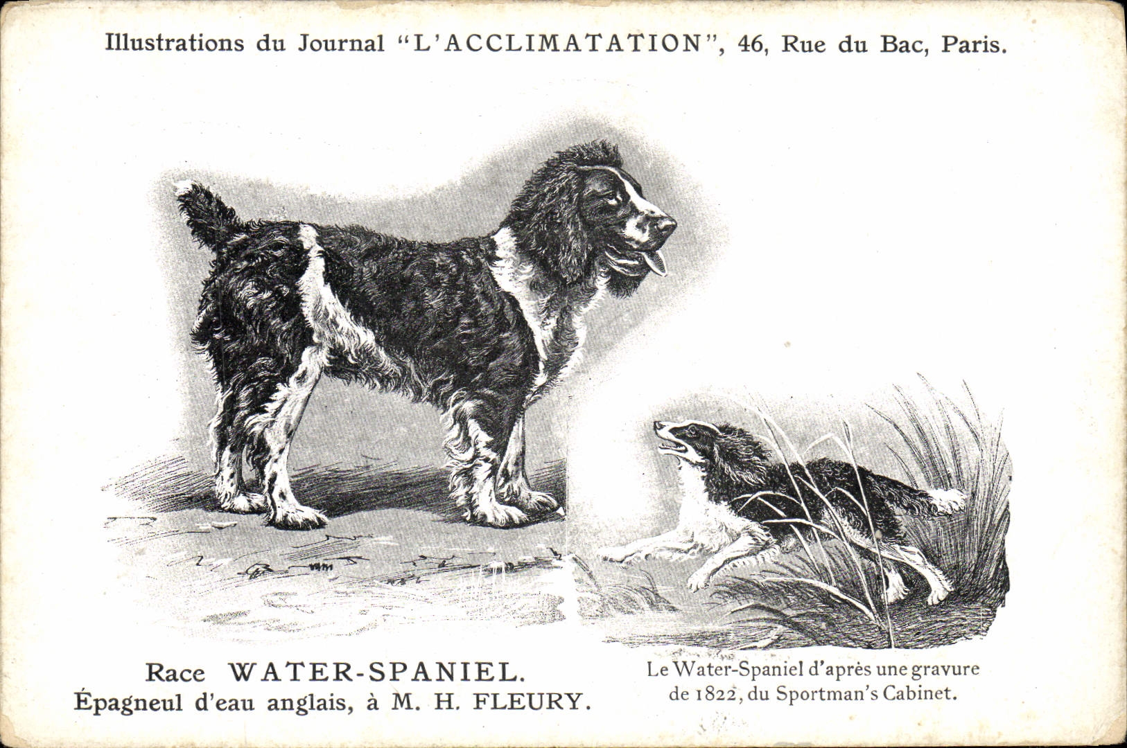 Vintage Postcard Dog Dogs Pup Race Toilets Spaniel Spaniel of English water Fleury