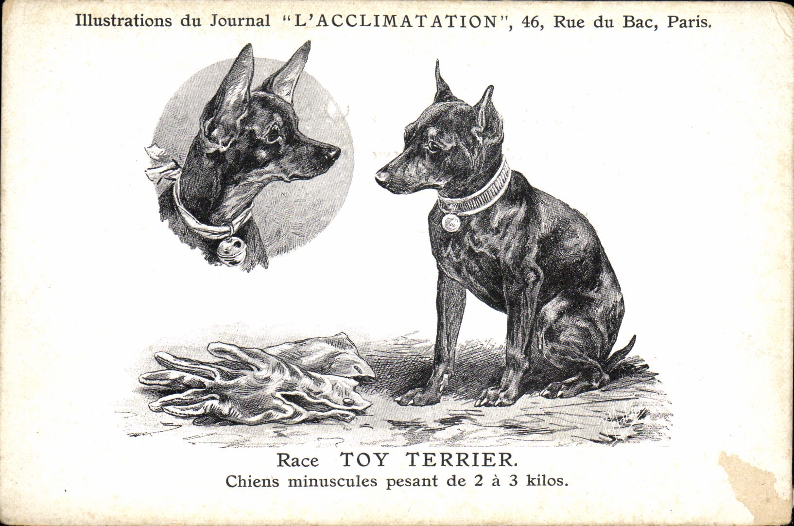 Vintage Postcard Chien Dogs Pup Race Toy tiny Terrier Chiens of 2 has 3 kilos