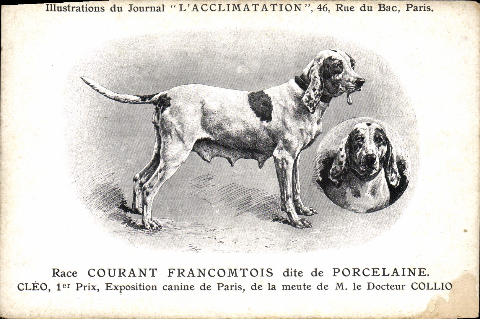 CPA Chien Chiens Chiot Race Courant Francomtois dite de Porcelaine Cleo