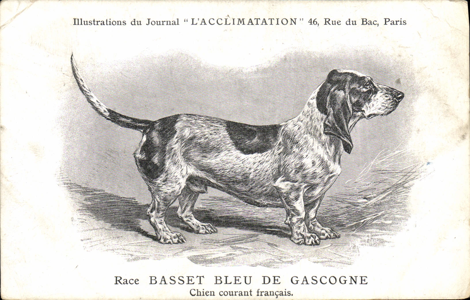 Vintage Postcard Dog Dogs Pup Race Blue Basset hound of Gascogne French current Dog