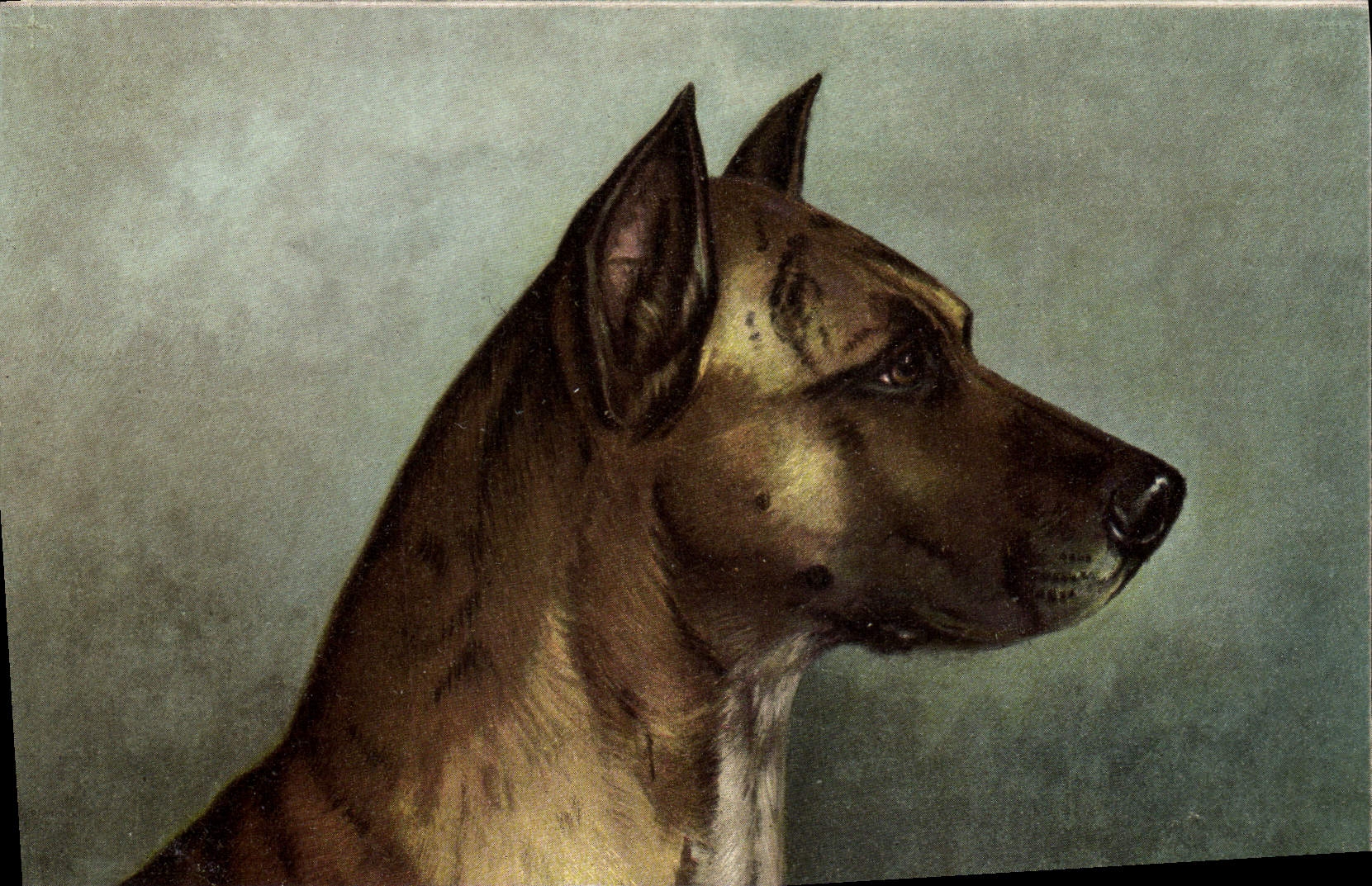 CPA Chien Chiens Chiot 