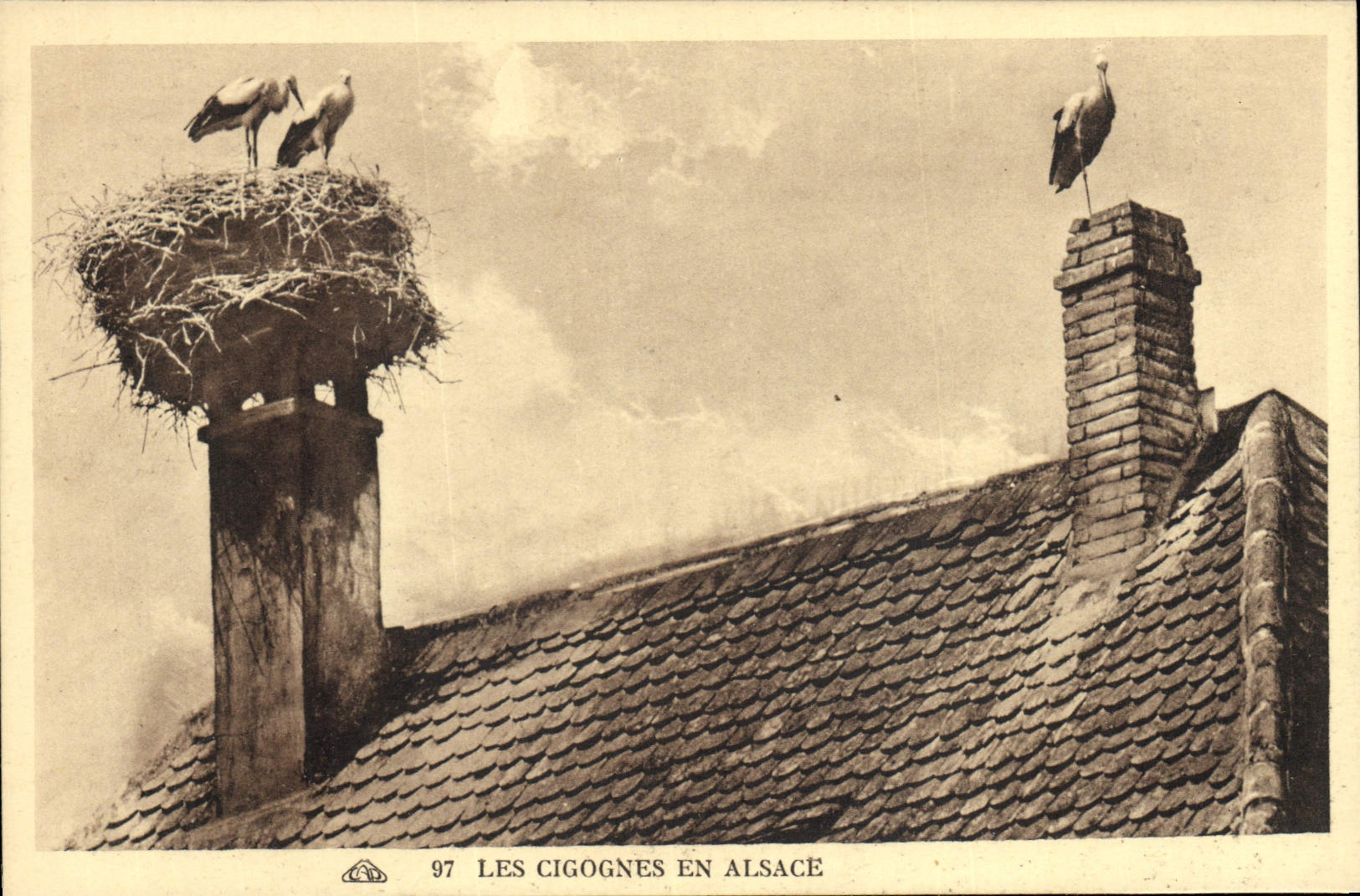 Postal Folclore Alsacia las cigüeñas en Alsacia