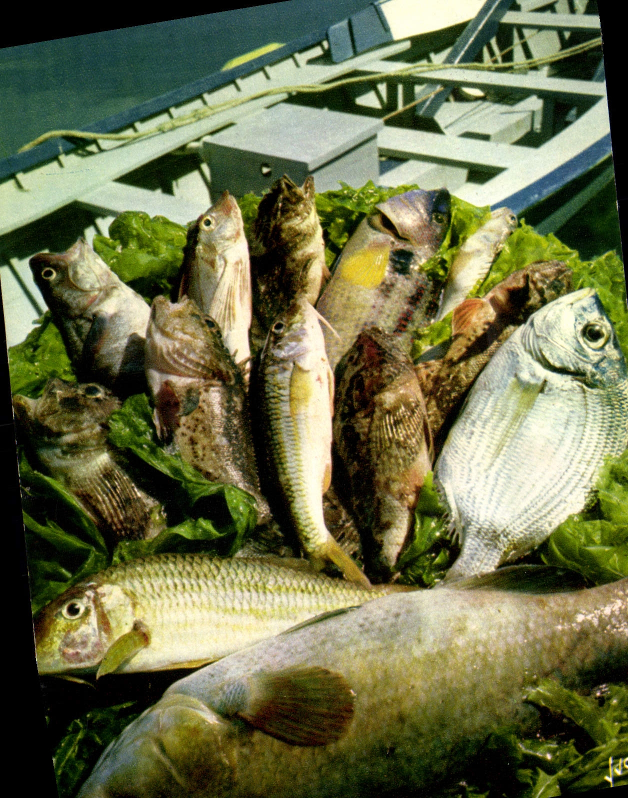 Modern Postcard fish and the receipt of the true Bouillabaisse