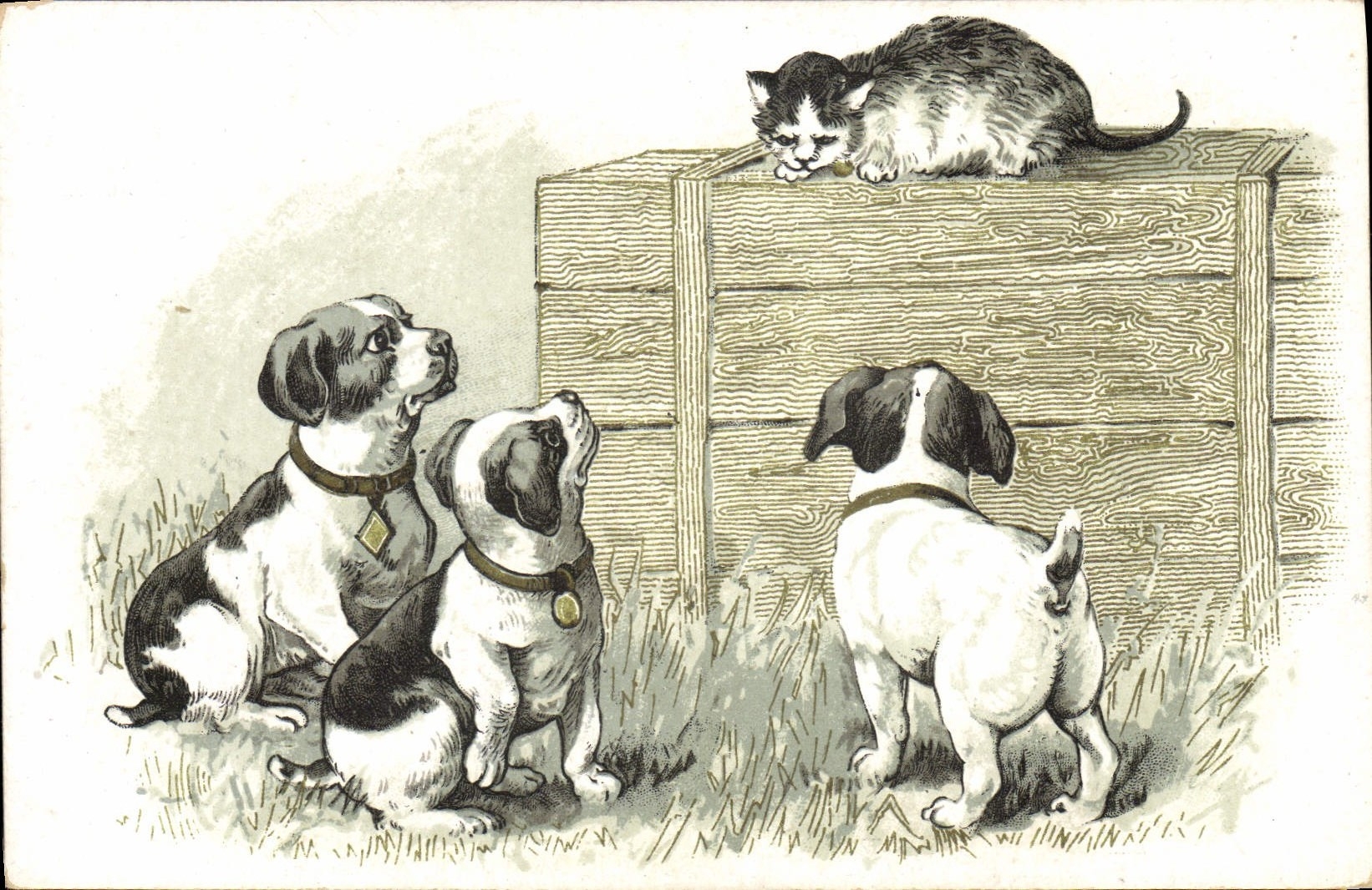 CPA Chien Chiens Chiot Chat Chaton