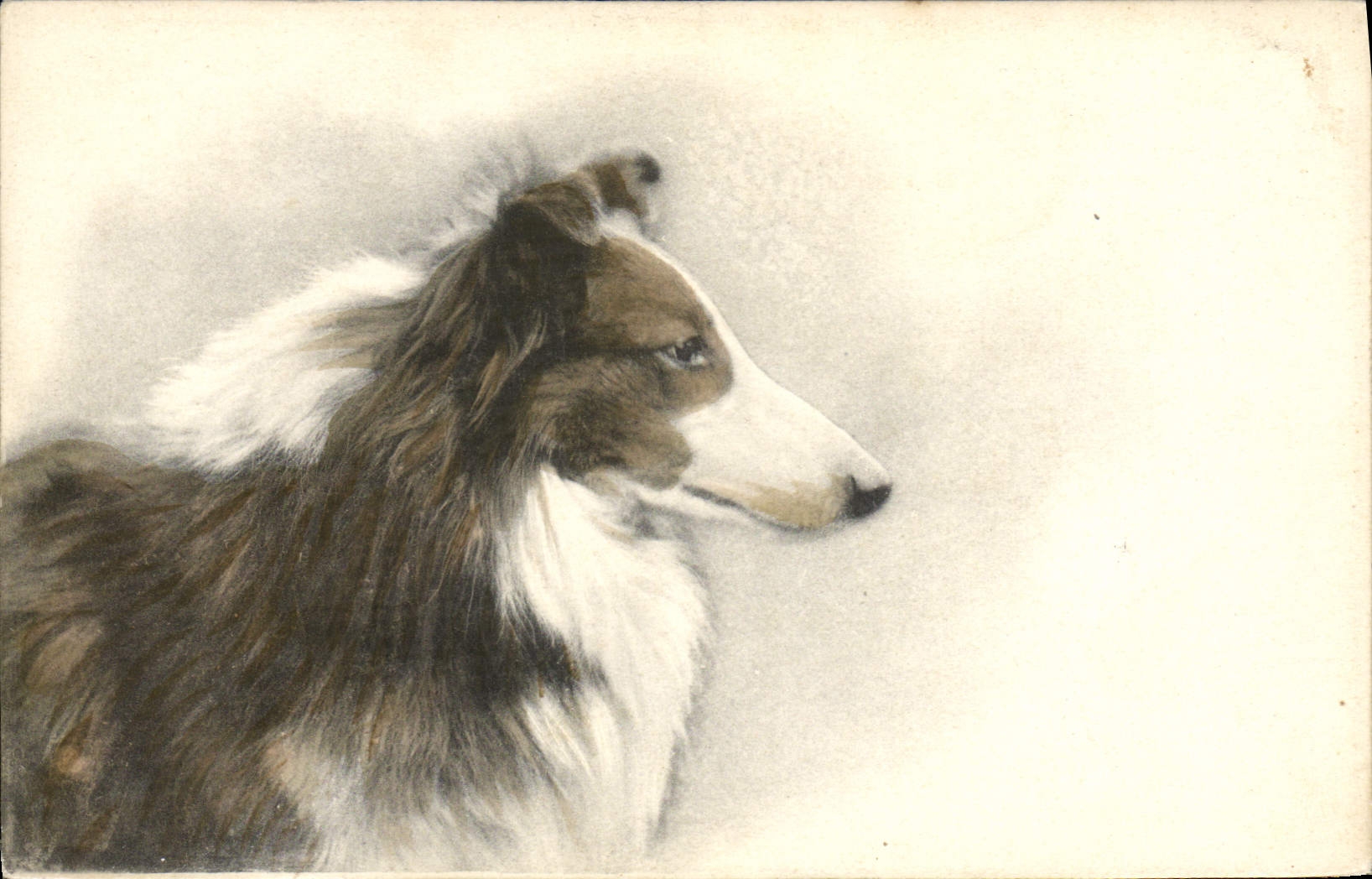 CPA Chien Chiens Chiot 