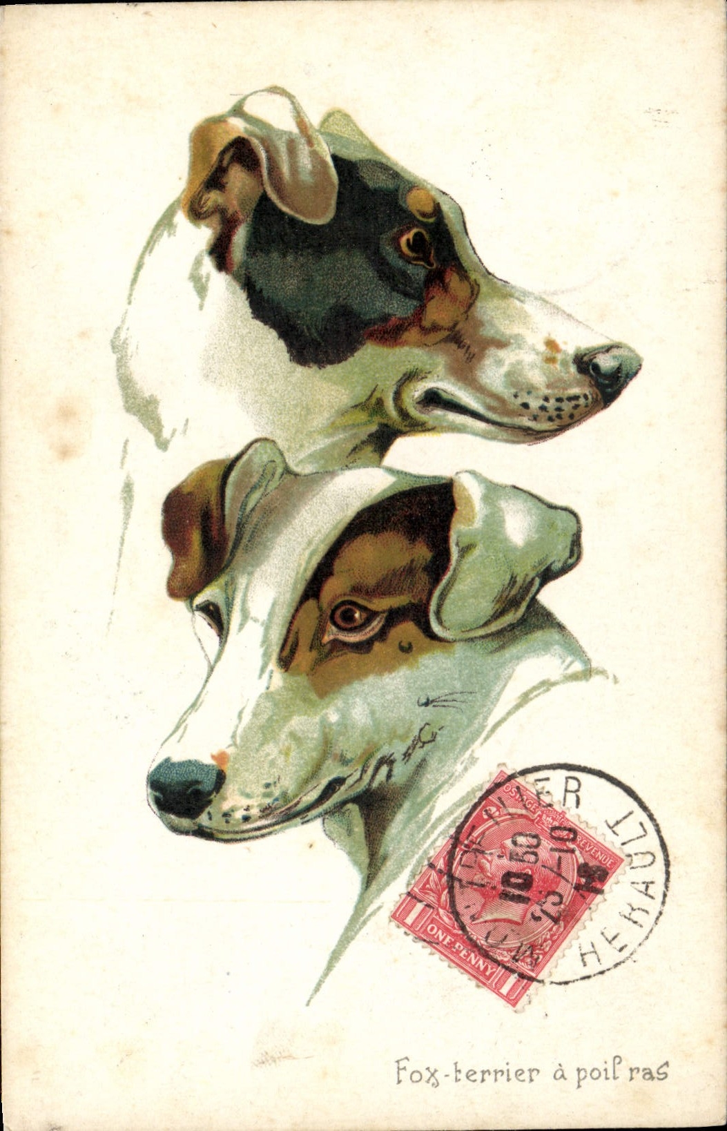 CPA Chien Chiens Chiot Fox terrier a poil ras