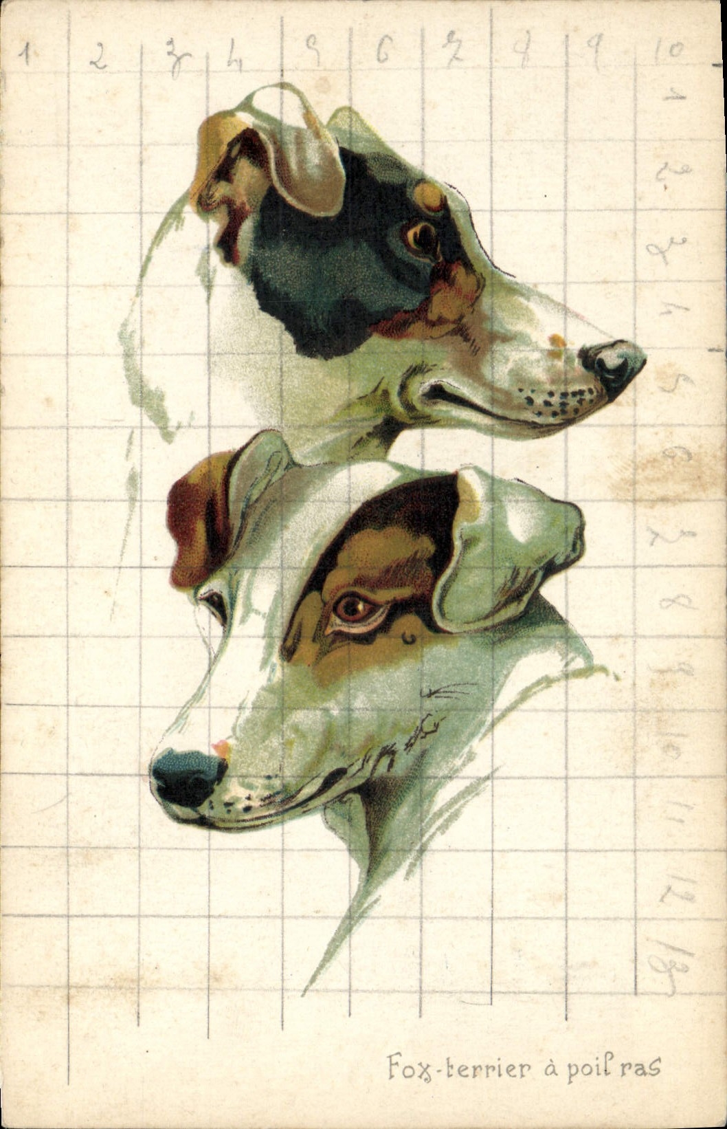 CPA Chien Chiens Chiot 