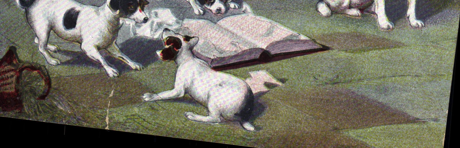 CPA Chien Chiot Chiens