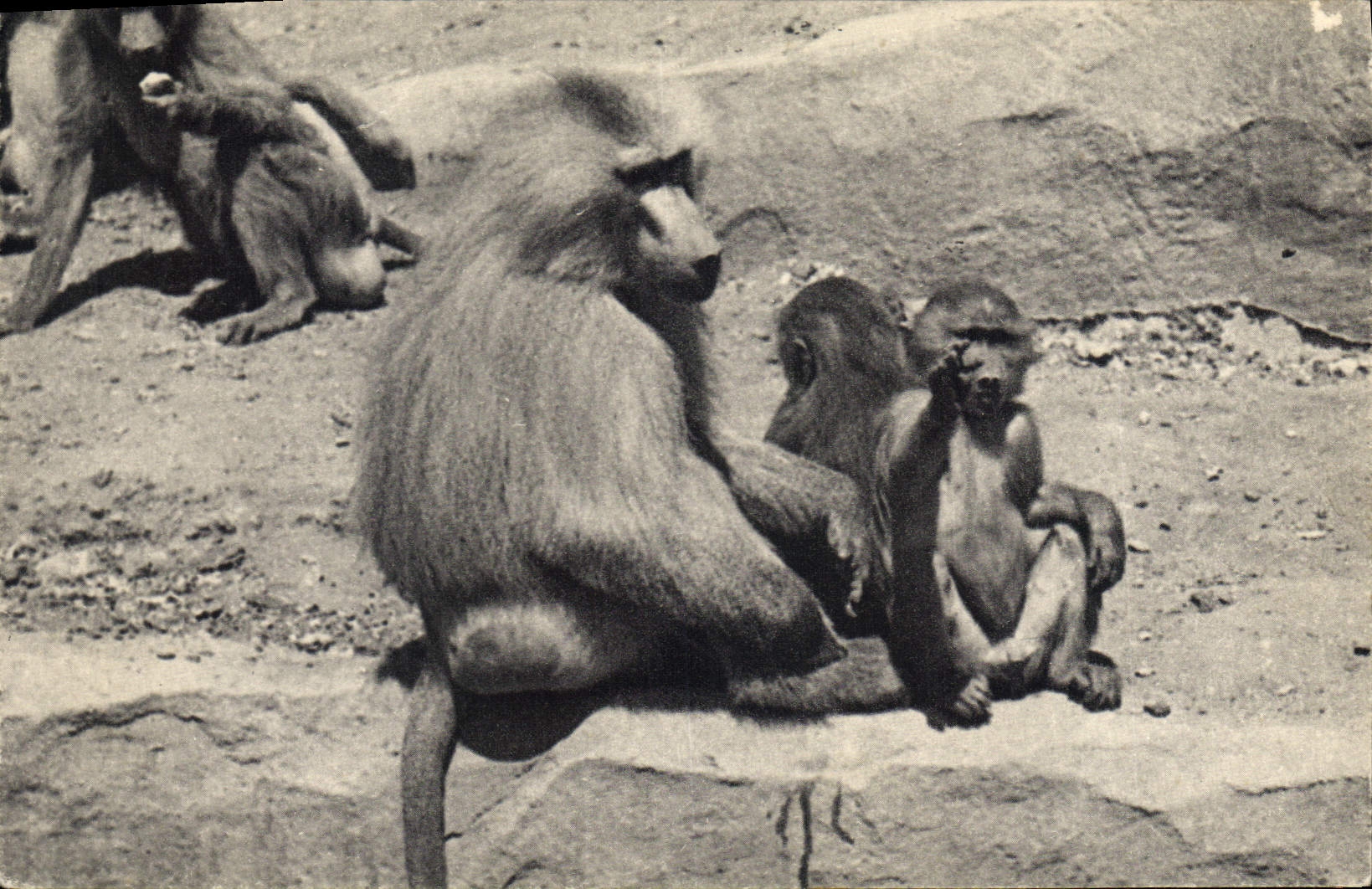CPA Singe Parc zoologique du Bois de Vincennes Paris Zoo Une famille de singes Hamadryas