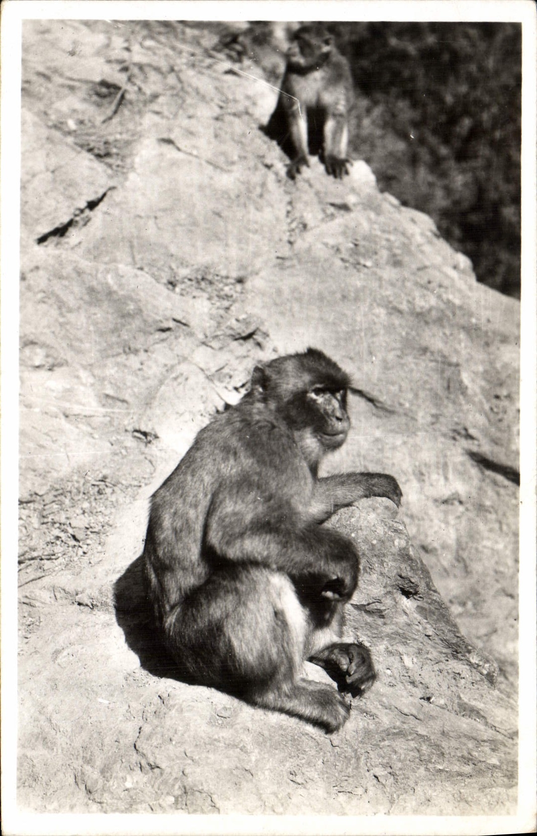 CPA Singe Blida Un vieil habitue du ruisseau des singes