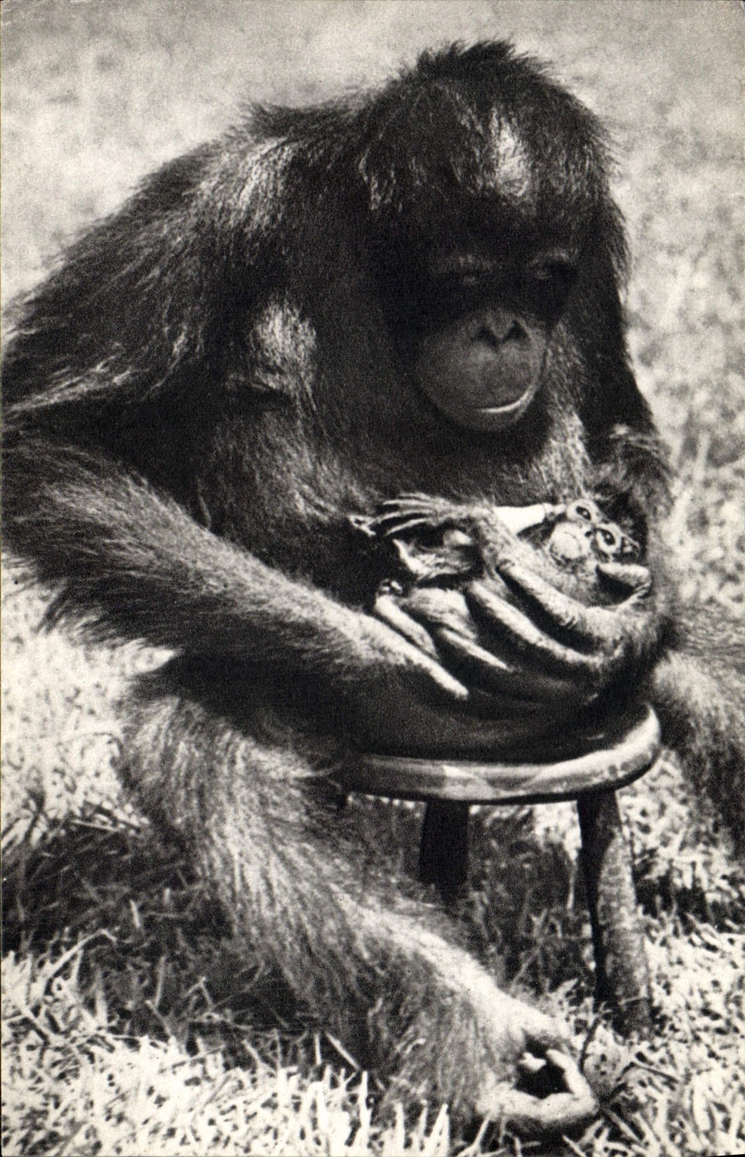 CPA Singe Femelee chimpanze et son petit