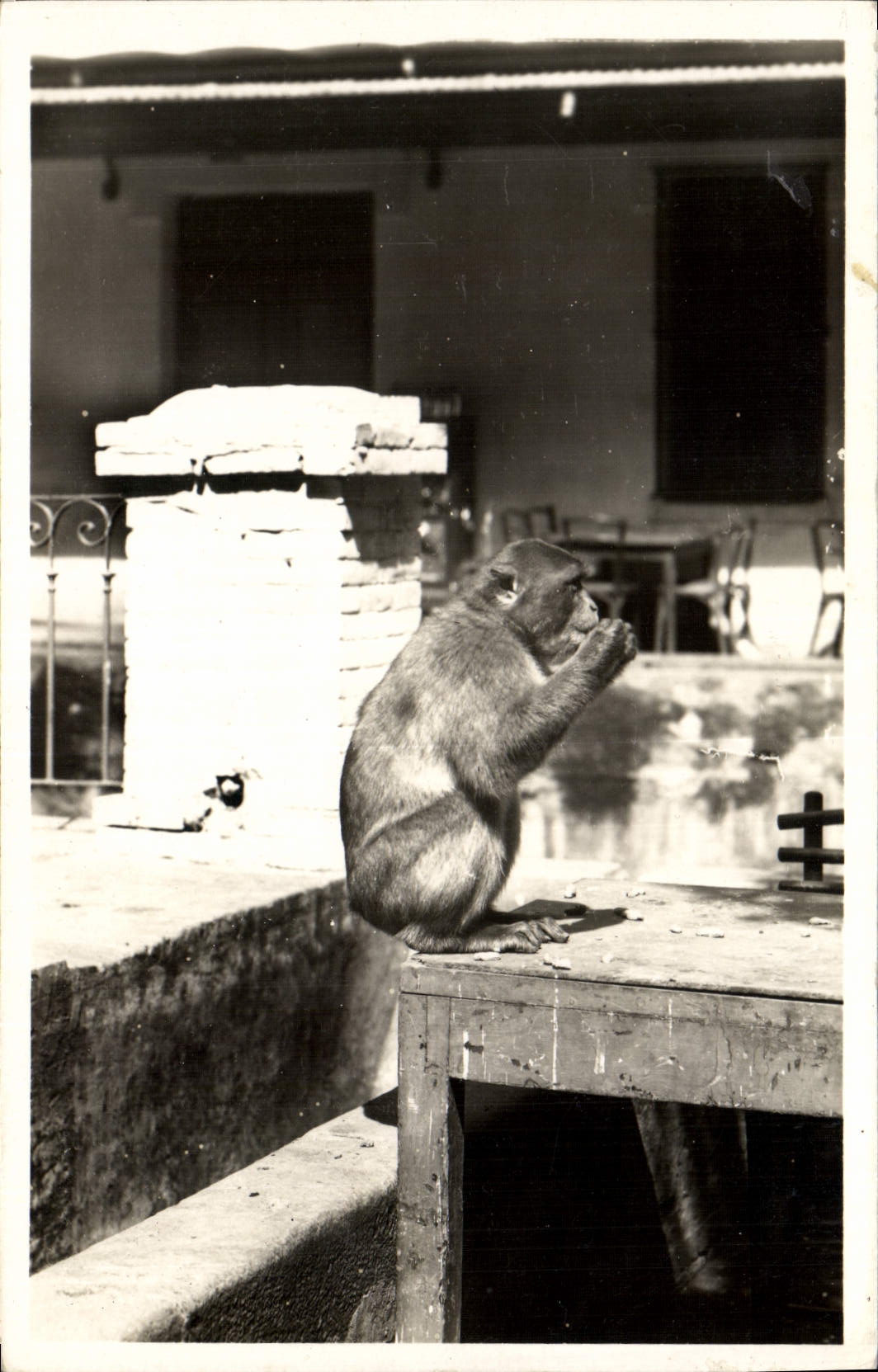 CPA Singe Blida Type de singe en liberte
