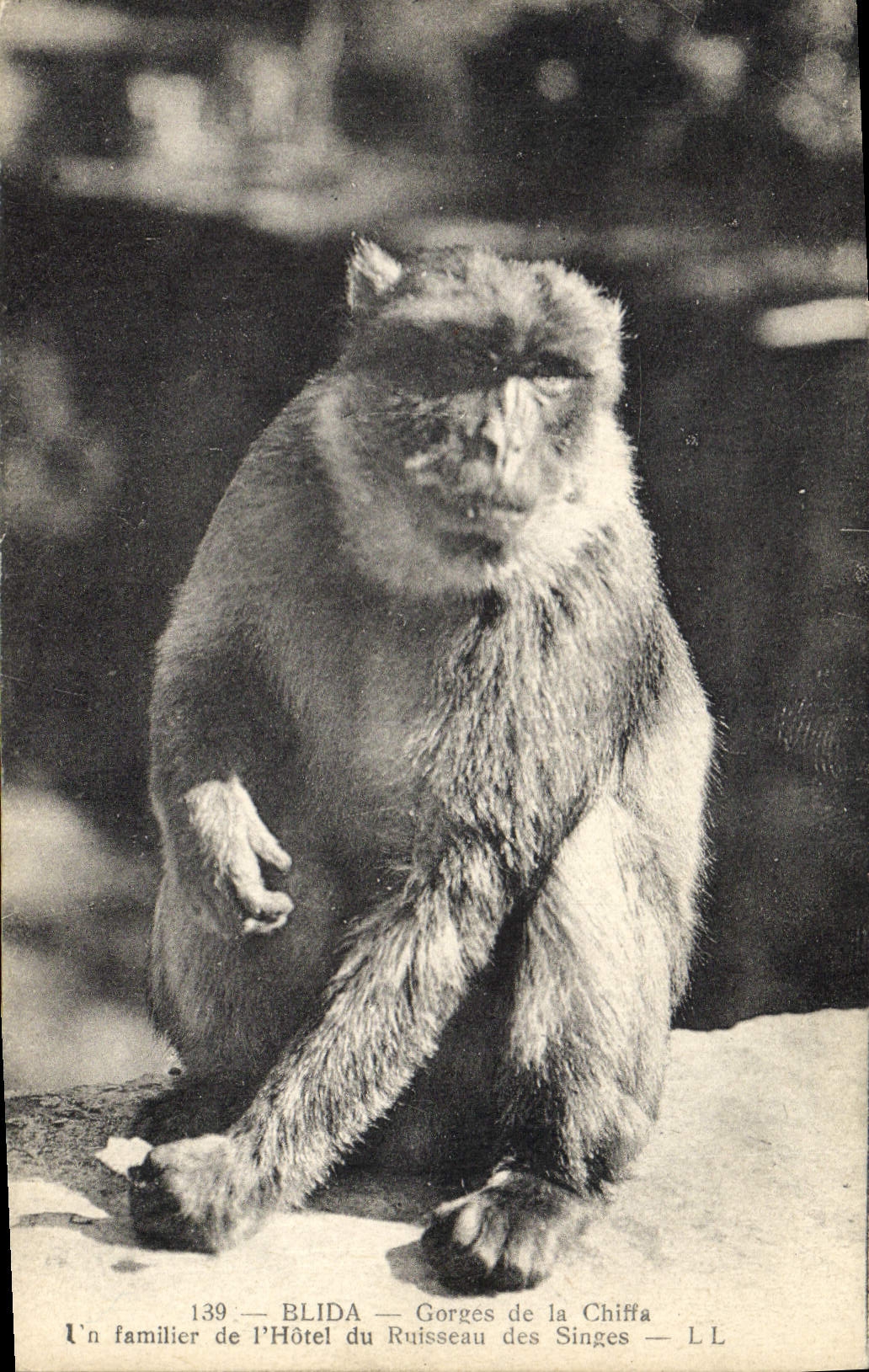 CPA Singe Blida Gorges de la Chiffa Un familier de l'hotel du Ruisseau des Singes