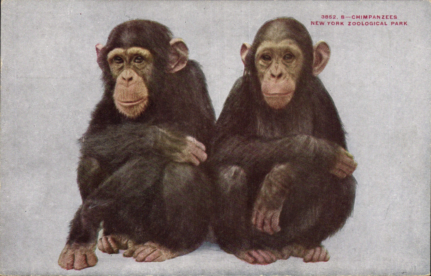 CPA Singe Chimpanzees New York zoological Park Zoo