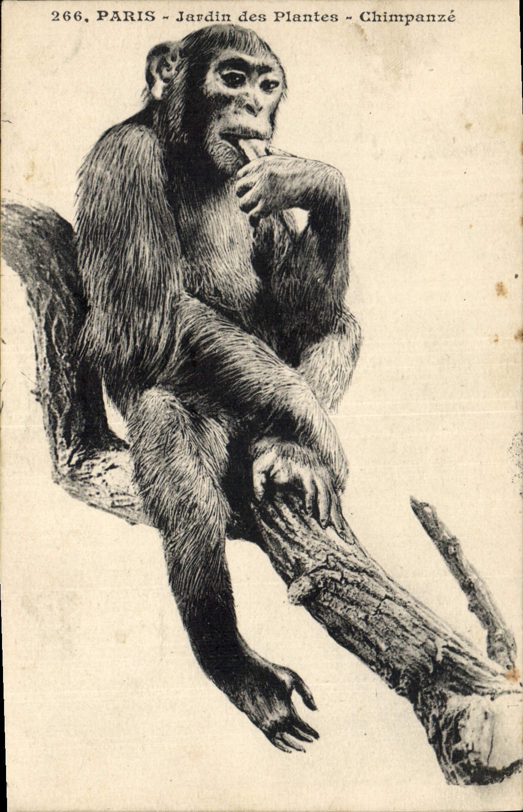 CPA Singe Paris Jardin des Plantes Chimpanze