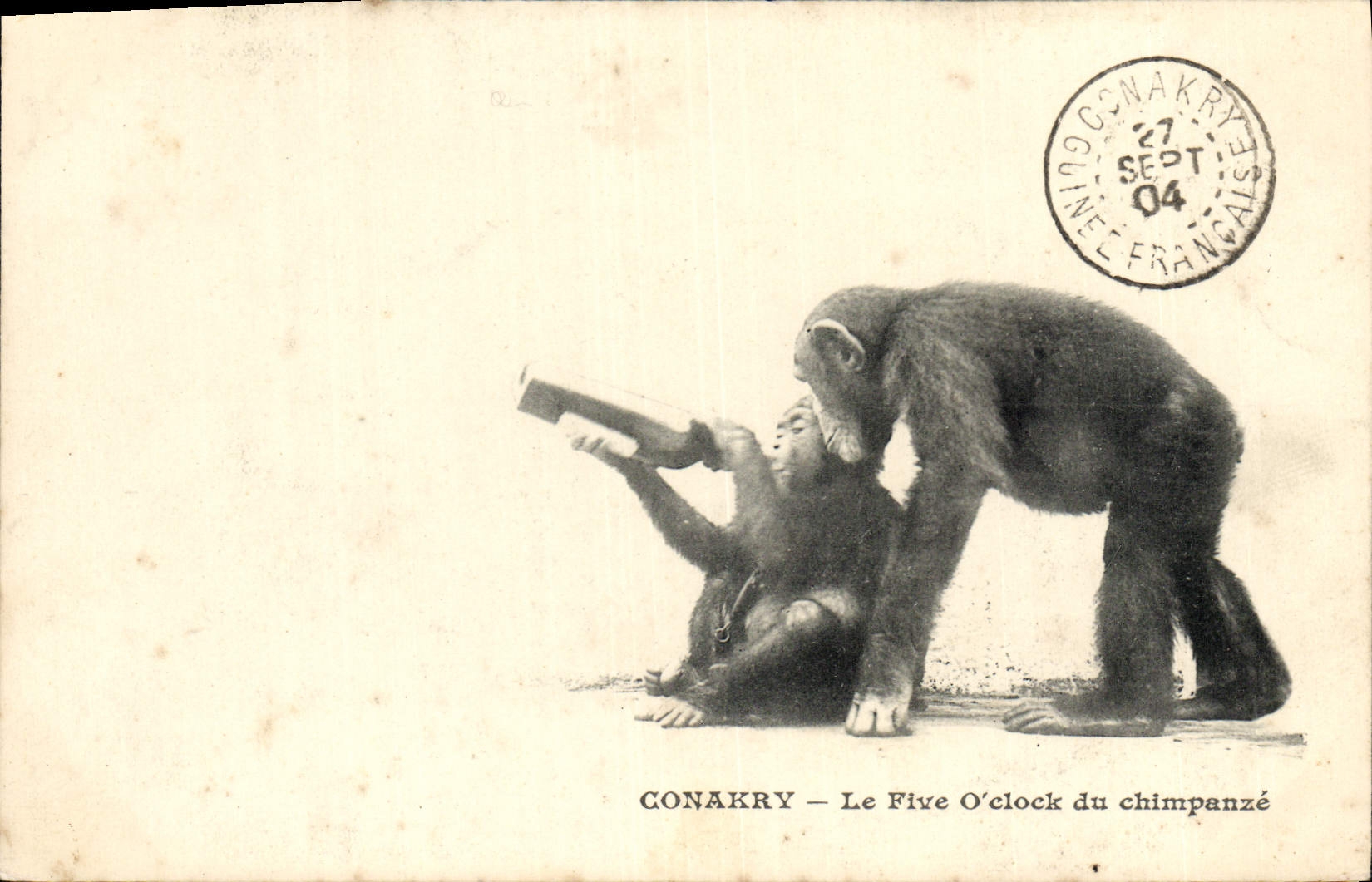 CPA Singe Conakry Guinee Le Five O'clock du chimpanze