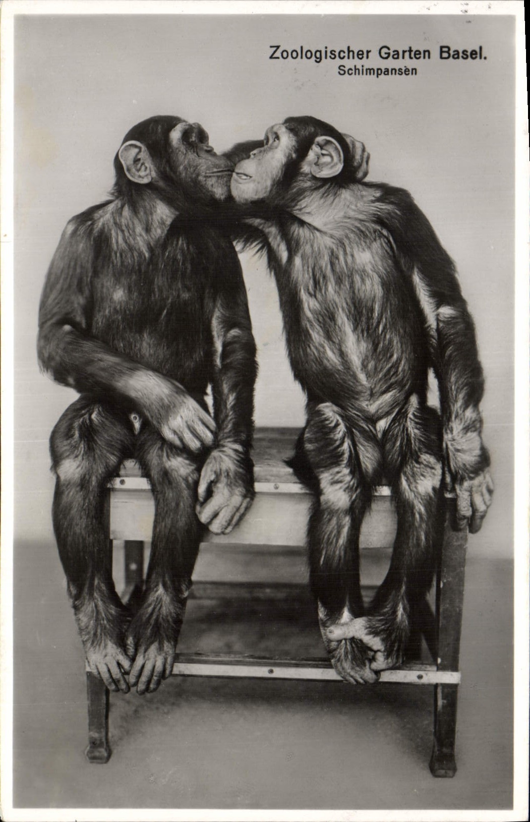 CPA Singe Zoologischer Garten Bassel Schimpansen Zoo