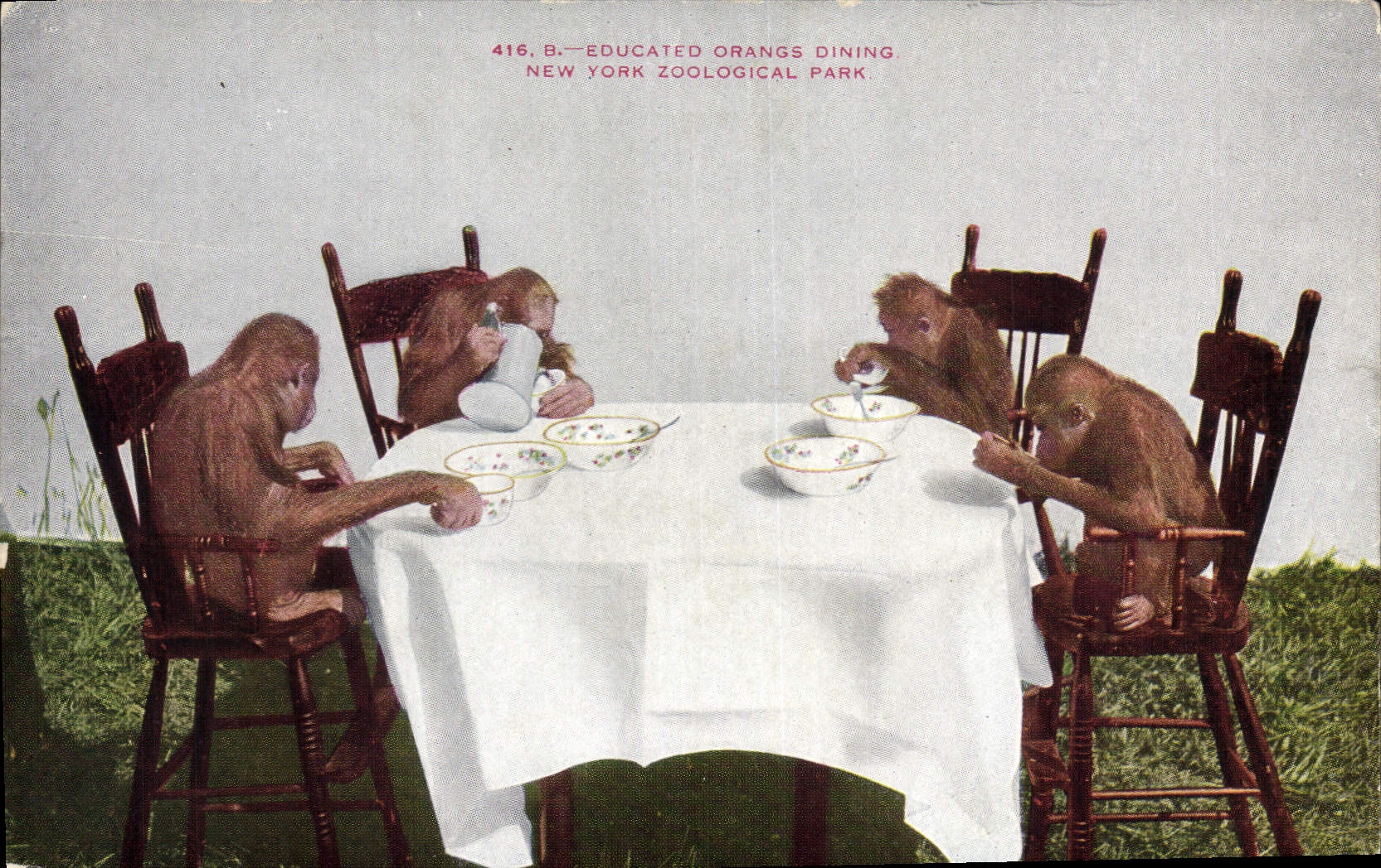 CPA Singe Educated Orangs Dining New York zoological Park Zoo